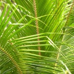 Palm Leaves