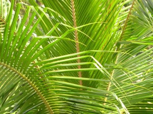 Palm Leaves